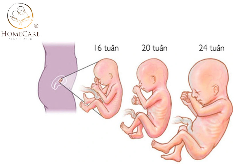 Sự phát triển của thai nhi trong 3 tháng giữa