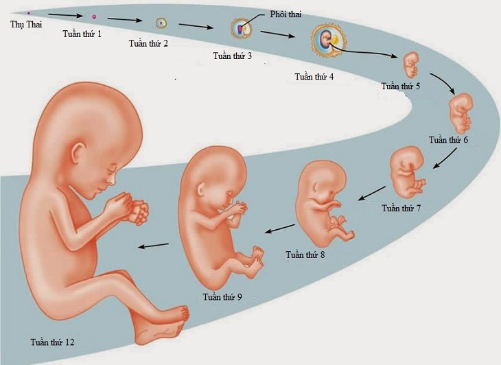 Sự phát triển của thai nhi từng tuần trong tam cá nguyệt thứ nhất
