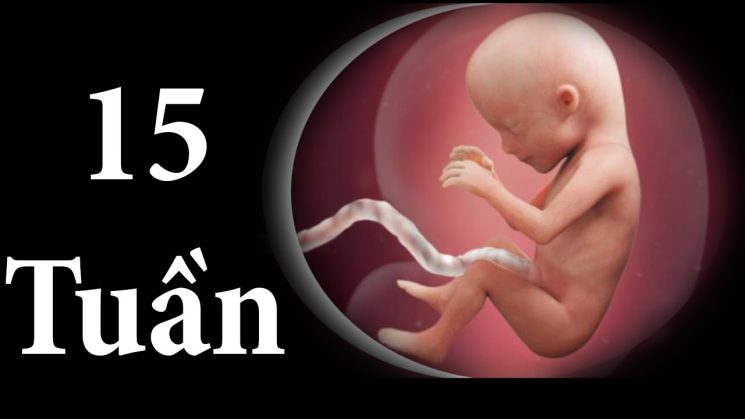 Sự phát triển của thai nhi tuần 15