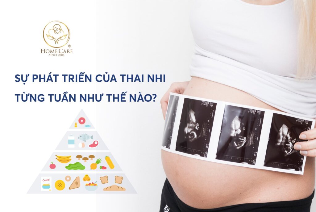 Tìm hiểu sự phát triển của thai nhi từng tuần như thế nào?