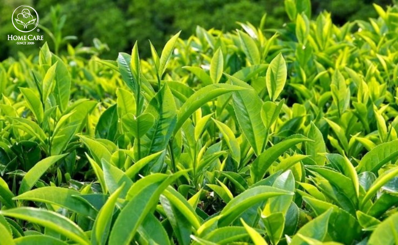 Lá trà xanh (Chè xanh)