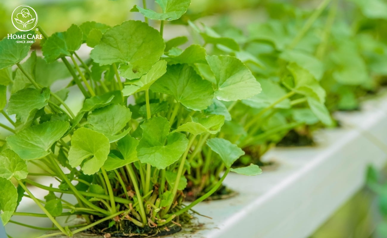 Rau má có những thành phần dinh dưỡng nào?